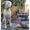 SETH - Dogo Argentino