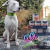SETH - Dogo Argentino