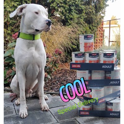 SETH - Dogo Argentino