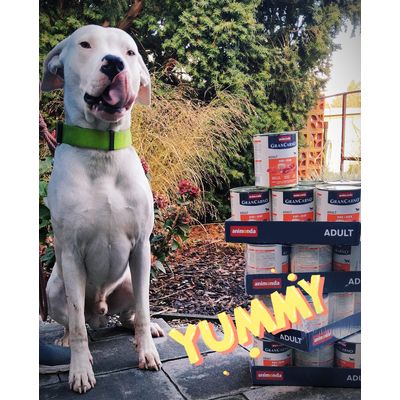 SETH - Dogo Argentino