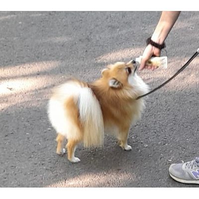 Balu