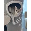 Beide Katzen lieben ihn 