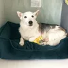 BONITO-12 Anni