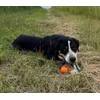 Balu und sein Ball 
