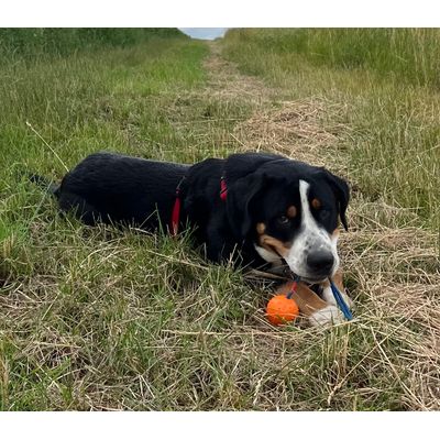 Balu und sein Ball