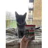 Milo meows for Science Plan kitty food