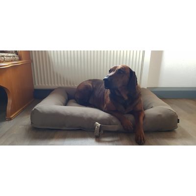 Toll fuer grosse Hunde