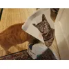 LOVE AT FIRST TASTE