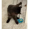 Dino