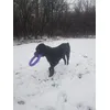 Meine Lilu ist begeistert von Puller