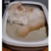 My cat loves this litter