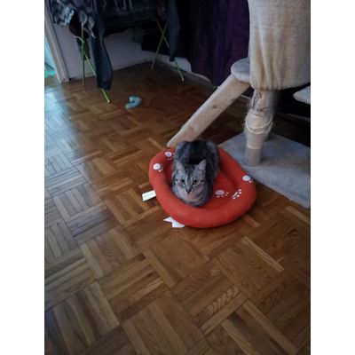 Pihi