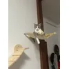 Amaca