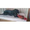 Mighty Mutts Tough Dog Toys