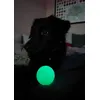 Kedvenc labdank