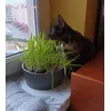 Trawka
