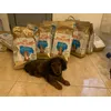 Teckel puppy royal canin