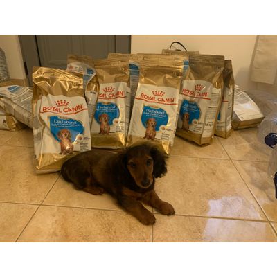 Teckel puppy royal canin