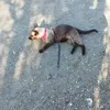 Feliz con su correa de paseo