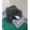 Katze Ida