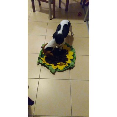 Boni