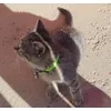 Tom