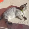 Tom