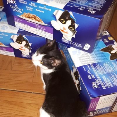 Felix