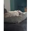 Gismo met haar knuffeltje