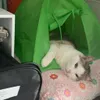 Mimi slaapt in de tent