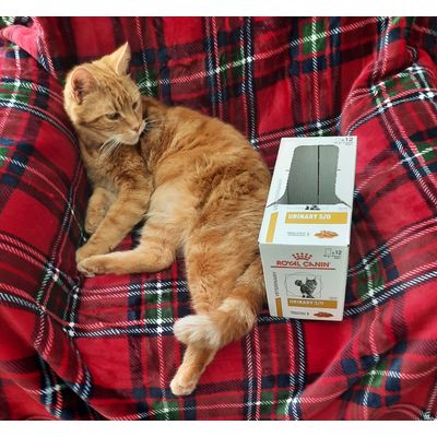 Henry loves Royal Canin