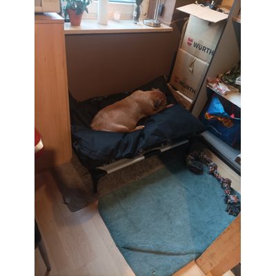 Kasha auf Bett mit Matte
