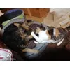 Hund und Katz
