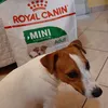 Ettore adora le Crocchette Royal Canin