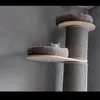 Katzen rennen Kratzi hoch und runter