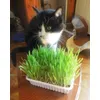 Chounette adore cette belle herbe