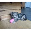 Blije pup