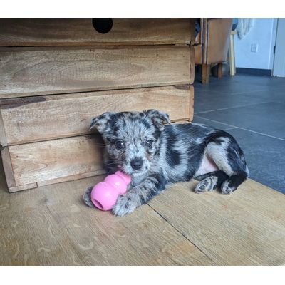 Blije pup