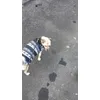 Cagnolina con maglione norvegese 