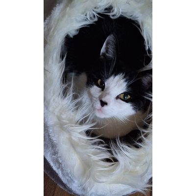 Evie