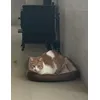 Caminha fofinha
