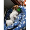 Su pelota favorita 