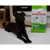 ruby LIEBT royal canin :)