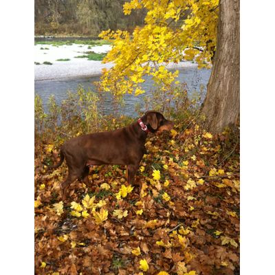 Unser Dobermann Darius