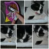 Whiskas Dentabites