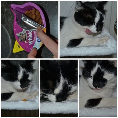 Whiskas Dentabites