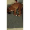 Iris et son nouveau tapis