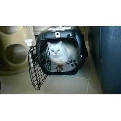 Catit Kattenbench