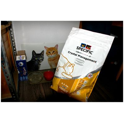 De kattencorner