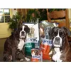happydogboxers